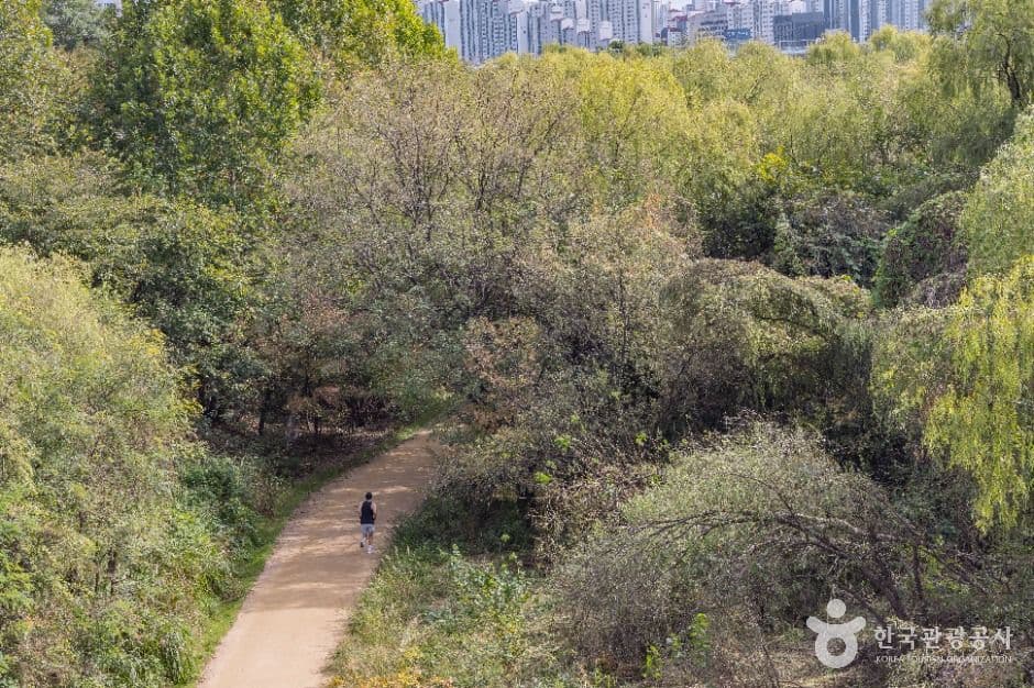 Yeouido Saetgang Ecological Park in Seoul